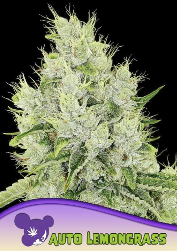 Auto Lemongrass – Anesia Seeds – autoflowering