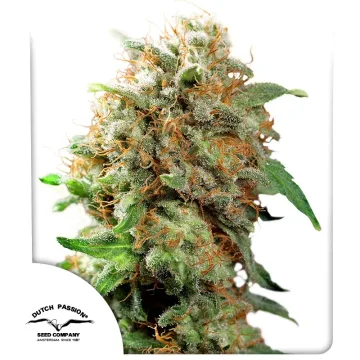 Mazar – Dutch Passion – feminized