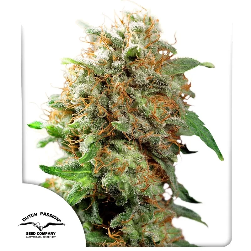 Mazar – Dutch Passion – feminized