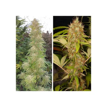 Mazar – Dutch Passion – feminized