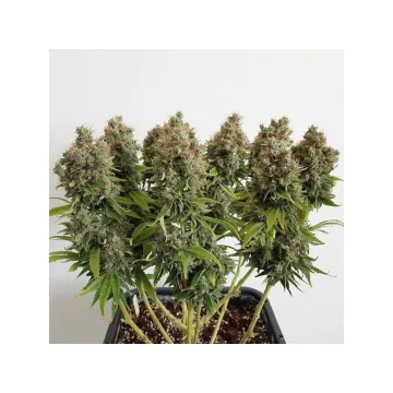 Mazar – Dutch Passion – feminized