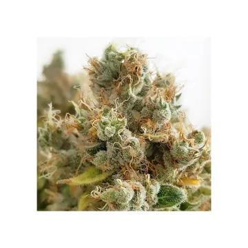 Mazar – Dutch Passion – feminized