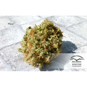 Mazar – Dutch Passion – feminized