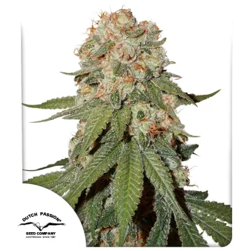Orange Bud – Dutch Passion – feminized