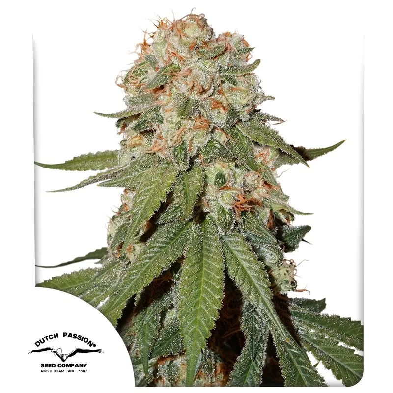 Orange Bud – Dutch Passion – feminized