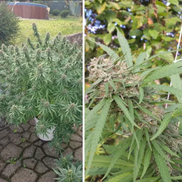 Orange Bud – Dutch Passion – feminized
