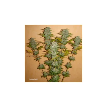 Orange Bud – Dutch Passion – feminized