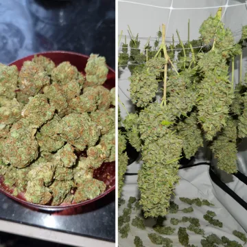 Orange Bud – Dutch Passion – feminized