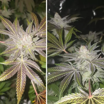 Orange Bud – Dutch Passion – feminized