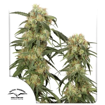 Pamir Gold – Dutch Passion – feminized