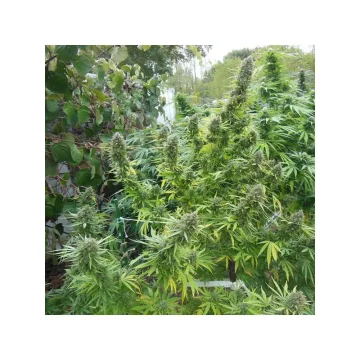 Pamir Gold – Dutch Passion – feminized