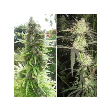 Pamir Gold – Dutch Passion – feminized