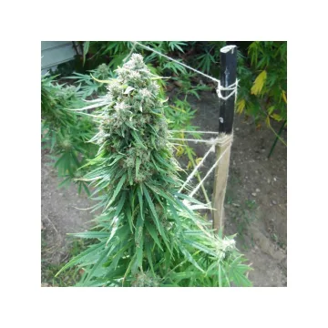 Pamir Gold – Dutch Passion – feminized