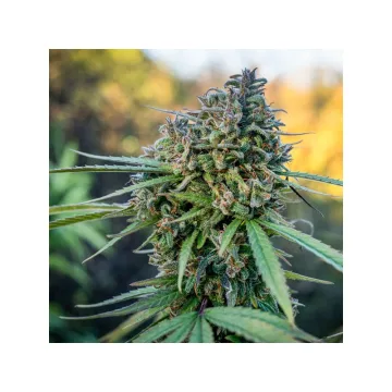 Pamir Gold – Dutch Passion – feminized