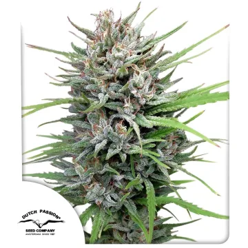Passion #1 – Dutch Passion – feminized