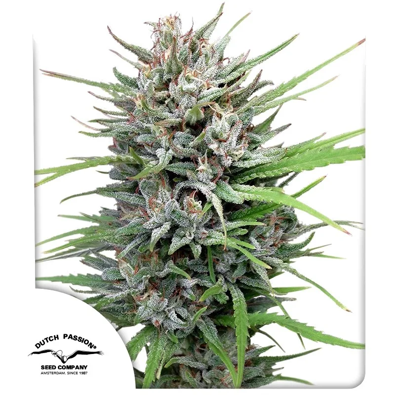 Passion #1 – Dutch Passion – feminized