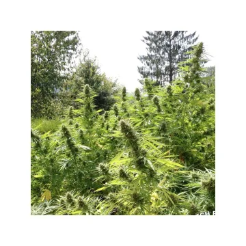 Passion #1 – Dutch Passion – feminized