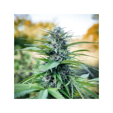 Passion #1 – Dutch Passion – feminized