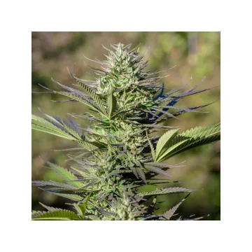 Passion #1 – Dutch Passion – feminized