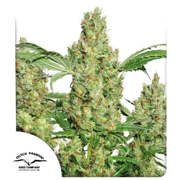 Power Plant – Dutch Passion – feminized