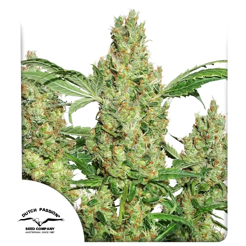 Power Plant – Dutch Passion – feminized