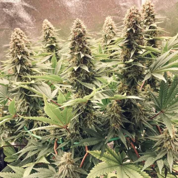 Power Plant – Dutch Passion – feminized