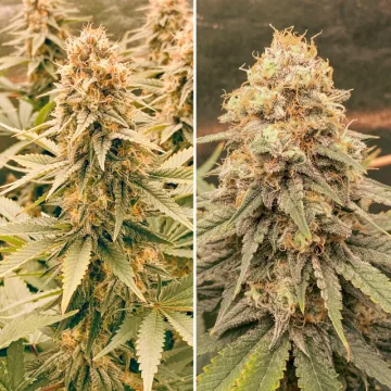 Power Plant – Dutch Passion – feminized