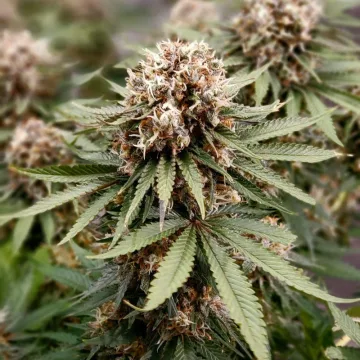 Power Plant – Dutch Passion – feminized