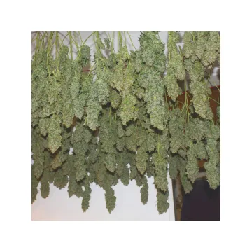 Power Plant – Dutch Passion – feminized