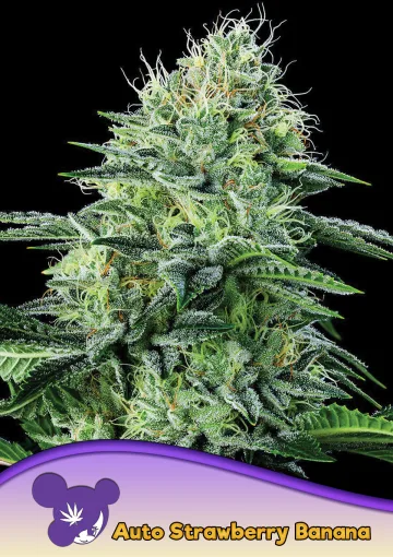 Auto Strawberry Banana – Anesia Seeds – autoflowering