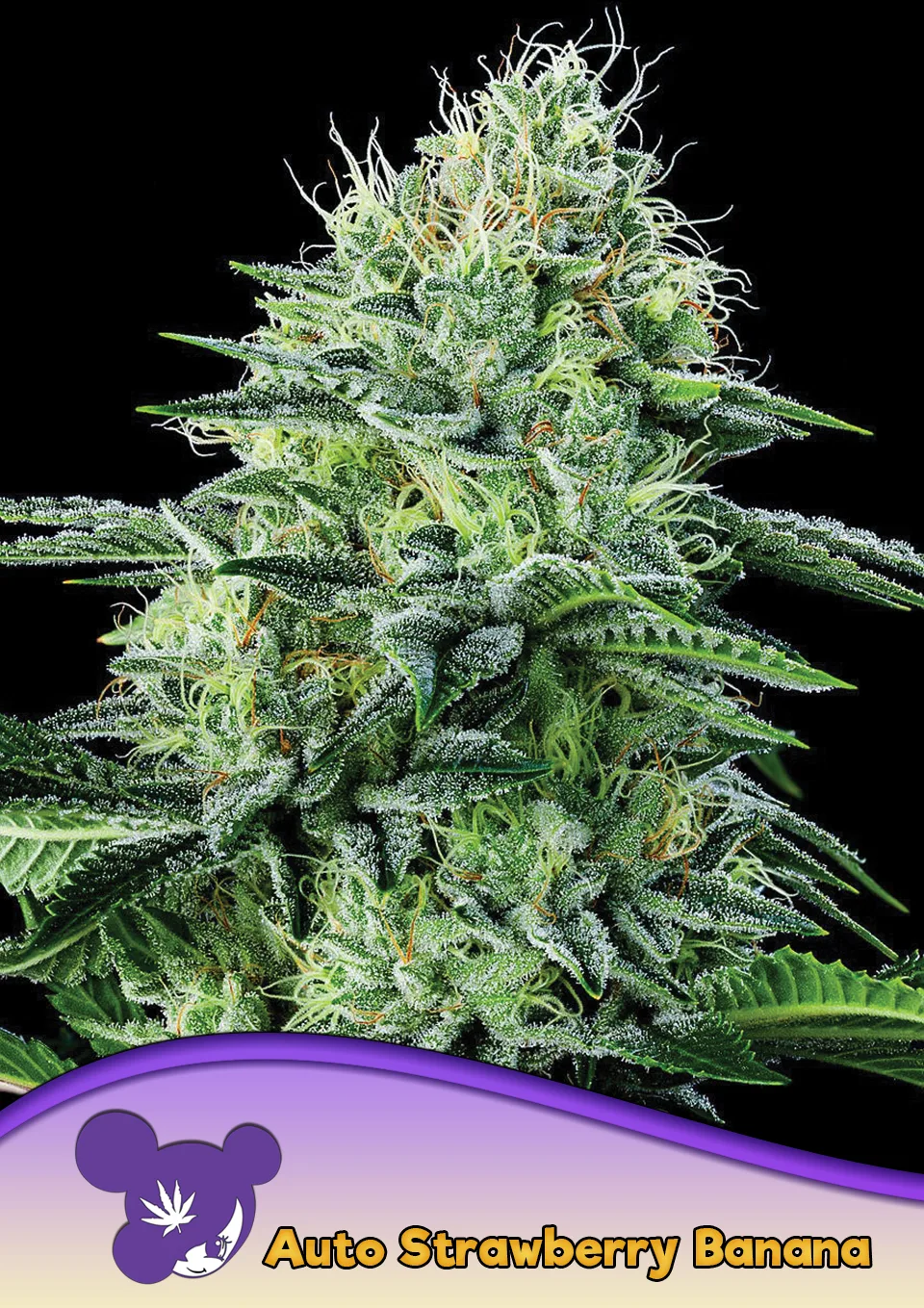 Auto Strawberry Banana – Anesia Seeds – autoflowering
