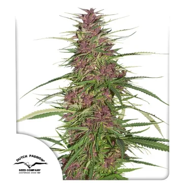 Purple #1 – Dutch Passion – feminized