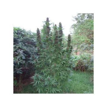Purple #1 – Dutch Passion – feminized
