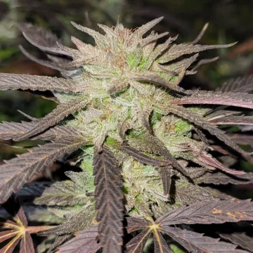 Purple #1 – Dutch Passion – feminized