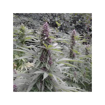 Purple #1 – Dutch Passion – feminized