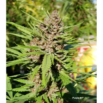 Purple #1 – Dutch Passion – feminized