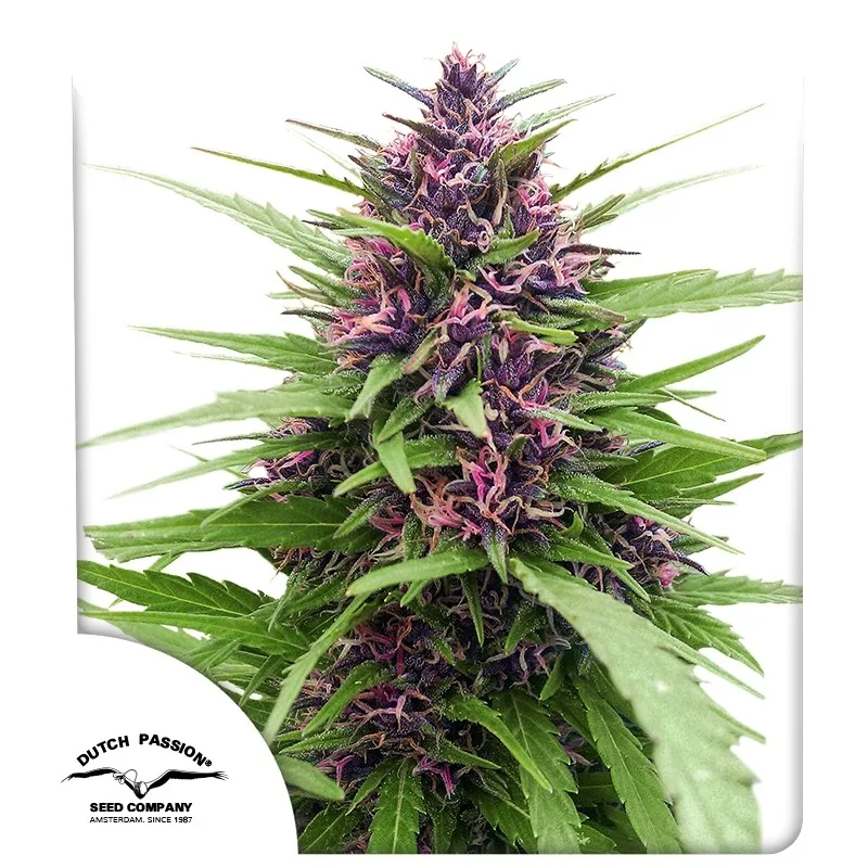 Shaman – Dutch Passion – feminized