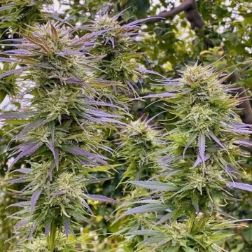Shaman – Dutch Passion – feminized