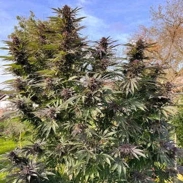 Shaman – Dutch Passion – feminized