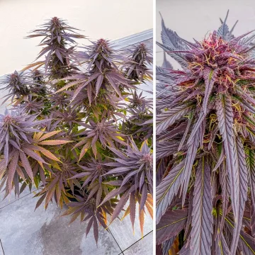 Shaman – Dutch Passion – feminized