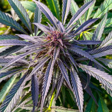 Shaman – Dutch Passion – feminized