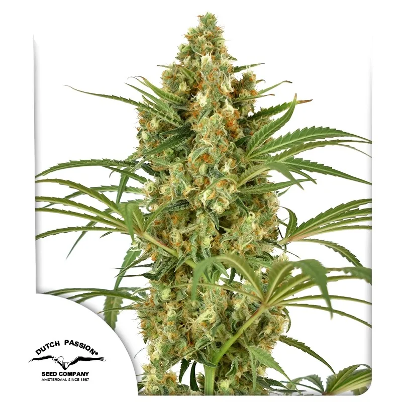 Snow Bud – Dutch Passion – feminized