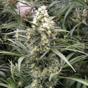 Snow Bud – Dutch Passion – feminized