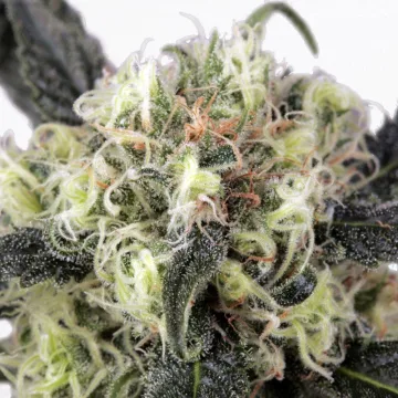 Snow Bud – Dutch Passion – feminized