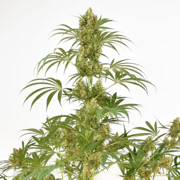 Snow Bud – Dutch Passion – feminized