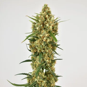 Snow Bud – Dutch Passion – feminized