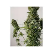 Snow Storm #2 – Dutch Passion – Autoflowering