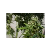 Snow Storm #2 – Dutch Passion – Autoflowering