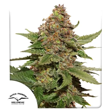 Strawberry Cough – Dutch Passion – feminized