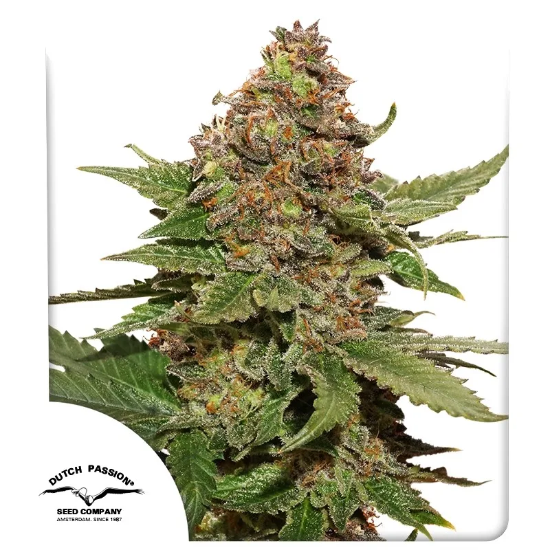 Strawberry Cough – Dutch Passion – feminized